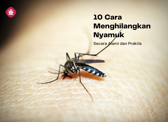 cara menghilangkan nyamuk