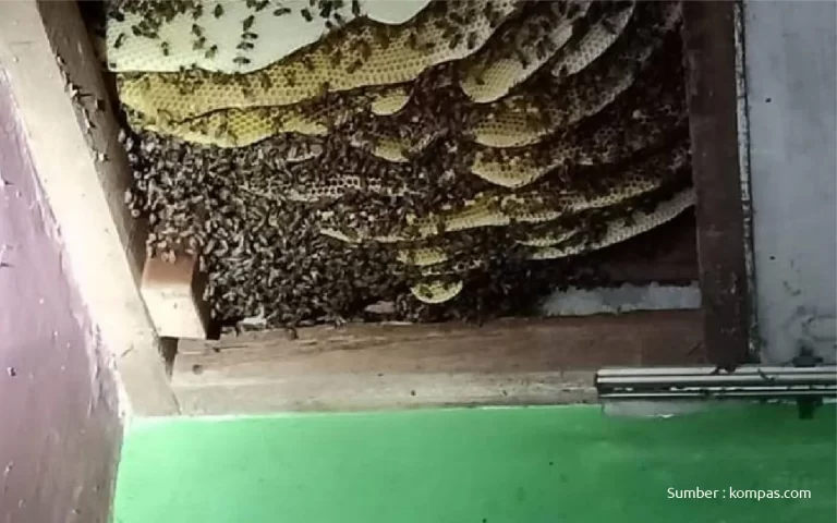 cara mengusir lebah