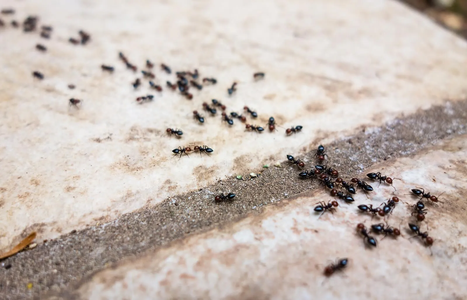 cara membasmi semut pada tanaman secara alami