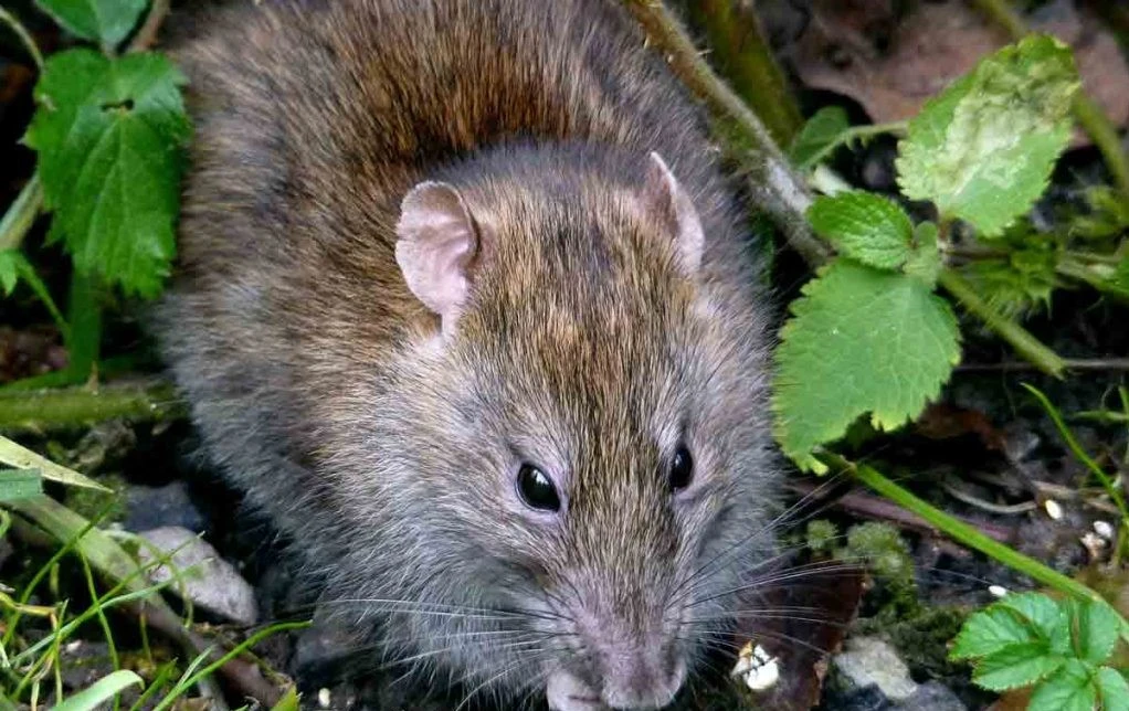 Jasa Pembasmi Tikus terbaik