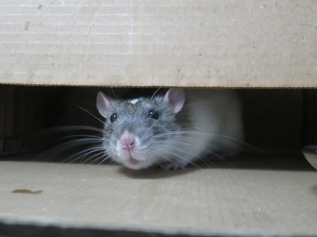 Cara Agar Tikus Tidak Masuk Rumah