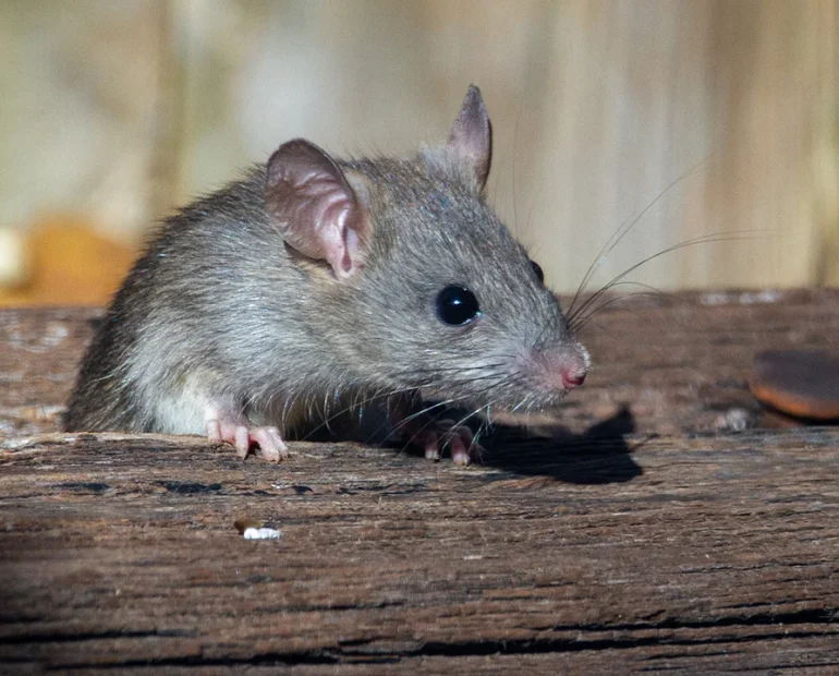Cara Agar Tikus Tidak Masuk Rumah