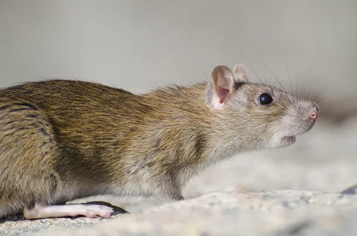 Cara Agar Tikus Tidak Masuk Lemari