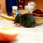 Makanan Kesukaan Tikus