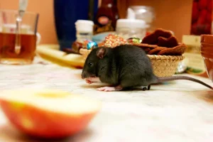 Makanan Kesukaan Tikus