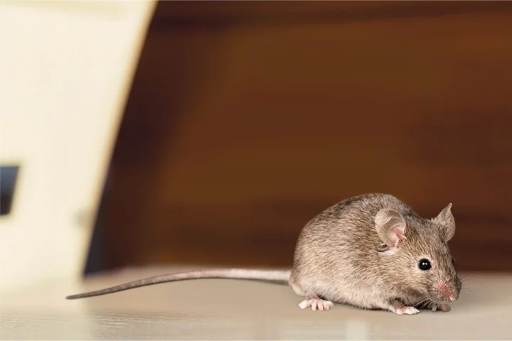 Sarang Tikus