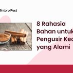 8 Rahasia Bahan untuk Pengusir Kecoa yang Alami