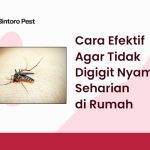 Cara Efektif Agar Tidak Digigit Nyamuk Seharian di Rumah