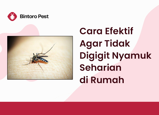 Cara Efektif Agar Tidak Digigit Nyamuk Seharian di Rumah