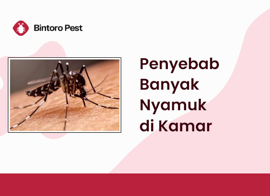 Penyebab Banyak Nyamuk di Kamar