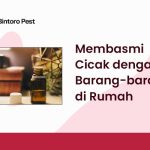 Cara Membasmi Cicak dengan Barang-barang di Rumah