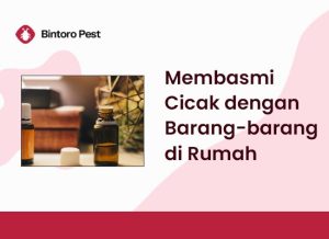 Cara Membasmi Cicak dengan Barang-barang di Rumah