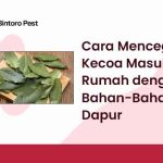 Cara Mencegah Kecoa Masuk ke Rumah dengan Bahan-Bahan Dapur