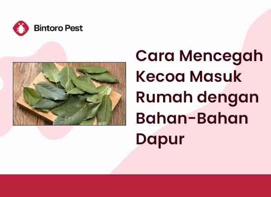 Cara Mencegah Kecoa Masuk ke Rumah dengan Bahan-Bahan Dapur