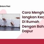 Cara Menghilangkan Kecoa Di Rumah Dengan Bahan Dapur