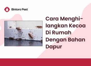 Cara Menghilangkan Kecoa Di Rumah Dengan Bahan Dapur