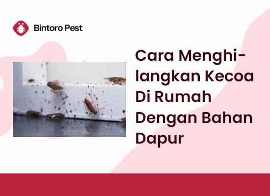 Cara Menghilangkan Kecoa Di Rumah Dengan Bahan Dapur