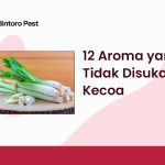 12 Aroma yang Tidak Disukai Kecoa, Basmi Hama dengan Ini!