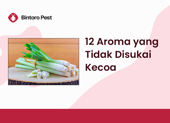12 Aroma yang Tidak Disukai Kecoa, Basmi Hama dengan Ini!