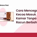 Cara Mencegah Kecoa Masuk Kamar Tanpa Racun Berbahaya