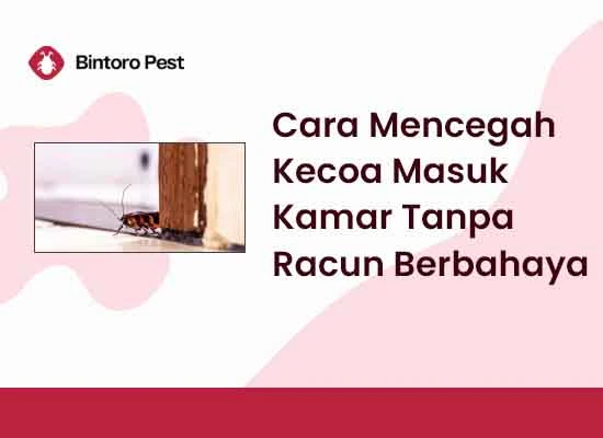 Cara Mencegah Kecoa Masuk Kamar Tanpa Racun Berbahaya