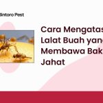 Cara Mengatasi Lalat Buah yang Membawa Bakteri Jahat