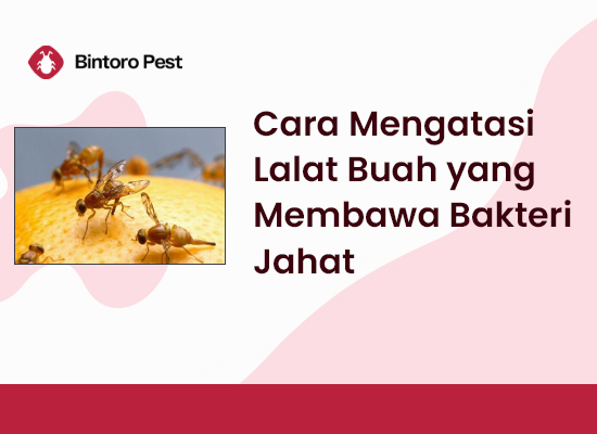 Cara Mengatasi Lalat Buah yang Membawa Bakteri Jahat
