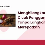 Cara Menghilangkan Cicak Pengganggu Tanpa Langkah Merepotkan