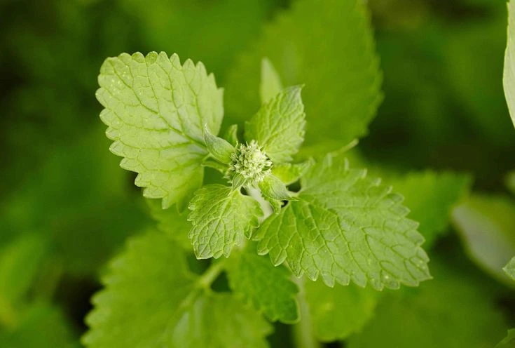 catnip