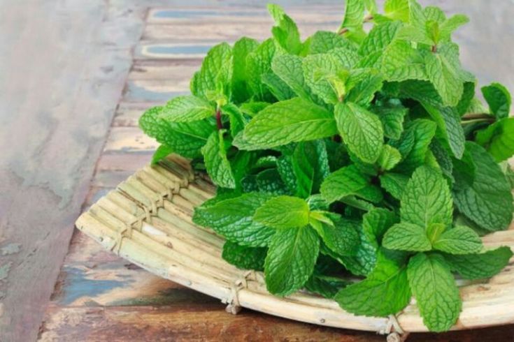 Aroma yang tidak disukai kecoa