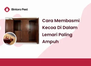 cara membasmi kecoa di dalam lemari