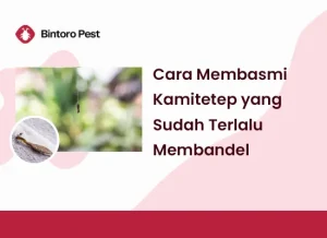 Cara Membasmi Kamitetep yang Sudah Terlalu Membandel