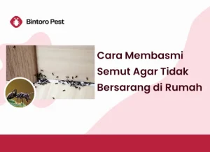 Cara Membasmi Semut Agar Tidak Bersarang di Rumah 