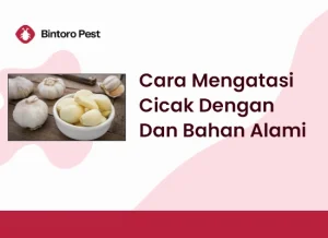 Cara Mengatasi Cicak Dengan Dan Bahan Alami
