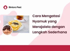 Cara Mengatasi Nyamuk yang Merajalela dengan Langkah Sederhana