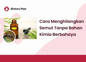 Cara menghilangkan semut dengan bahan alami