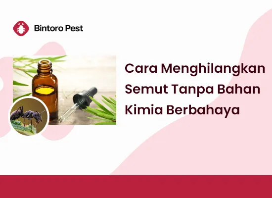 Cara menghilangkan semut dengan bahan alami