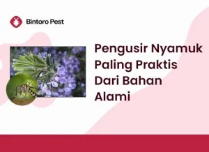 Pengusir-Nyamuk-Paling-Praktis-Dari-Bahan-Alami