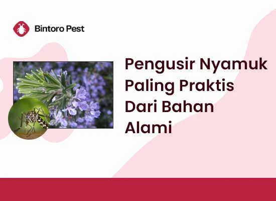 Pengusir-Nyamuk-Paling-Praktis-Dari-Bahan-Alami
