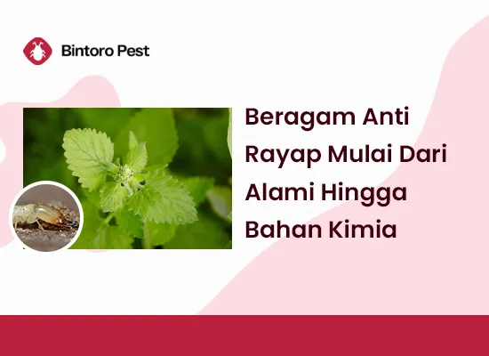 Beragam Anti Rayap Mulai Dari Alami Hingga Bahan Kimia