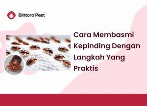 Cara Membasmi Kepinding Dengan Langkah Yang Praktis