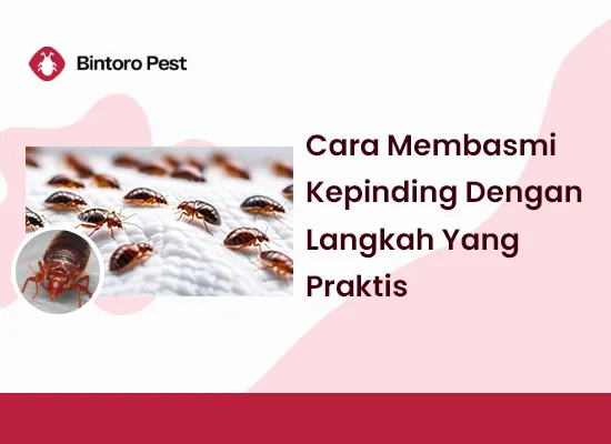 Cara Membasmi Kepinding Dengan Langkah Yang Praktis