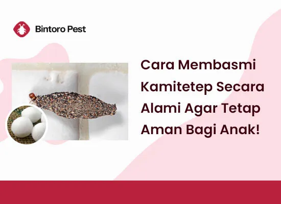 Ketahui Cara Membasmi Kamitetep Secara Alami Agar Tetap Aman Bagi Anak!