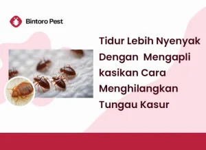 Tidurlah Lebih Nyenyak Dengan Mengaplikasikan Cara Menghilangkan Tungau Kasur