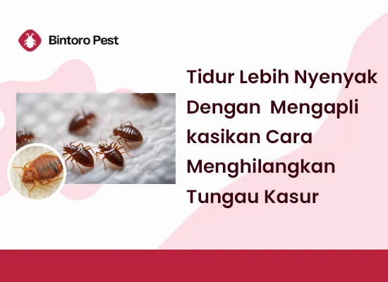 Tidurlah Lebih Nyenyak Dengan Mengaplikasikan Cara Menghilangkan Tungau Kasur