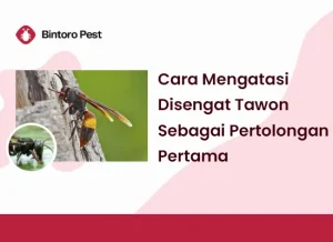 mengatasi senagatan tawon