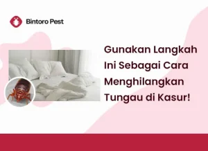 tungau kasur