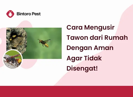 mengusir tawon