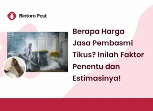 tikus