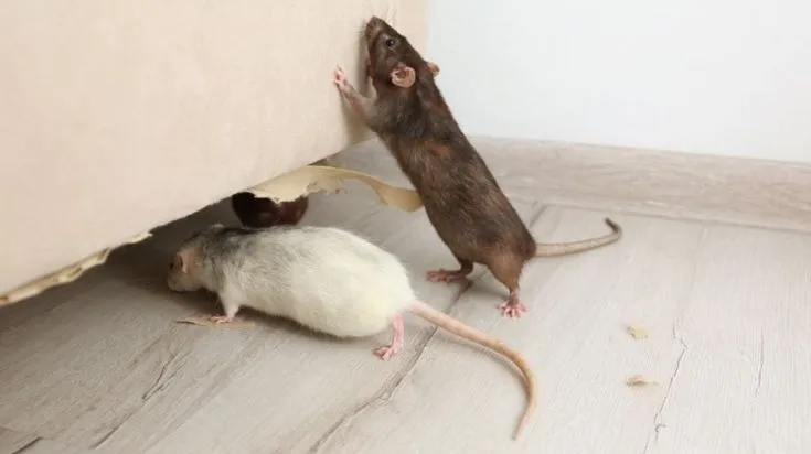 Berapa harga jasa pembasmi tikus